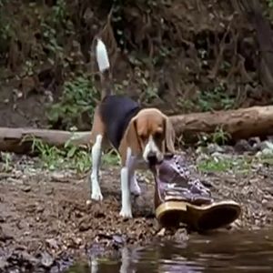 Bilder Saving Shiloh