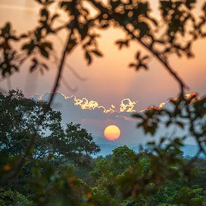 Bilder Im Reich der Affen