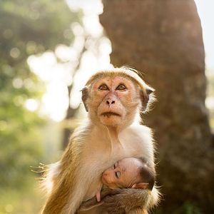 Bilder Im Reich der Affen
