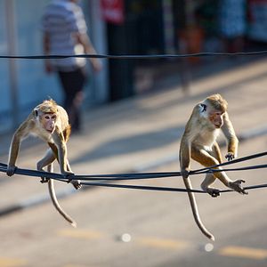 Bilder Im Reich der Affen