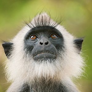 Bilder Im Reich der Affen