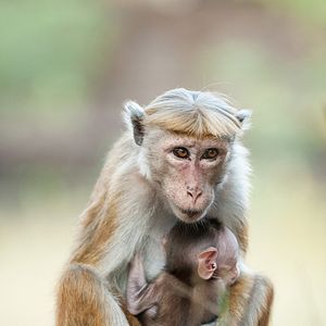 Bilder Im Reich der Affen