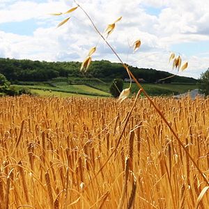 Bilder Camino de Santiago