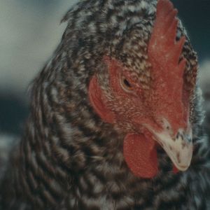 Bilder Command Action