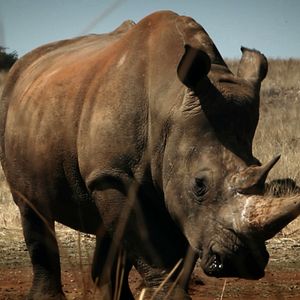 Bilder Der letzte Raubzug