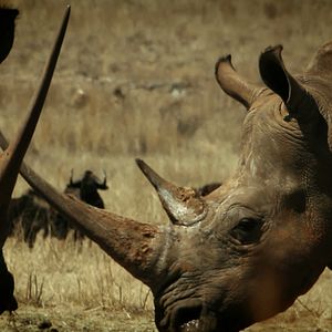 Bilder Der letzte Raubzug