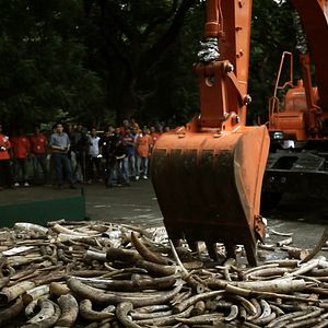 Bilder Der letzte Raubzug