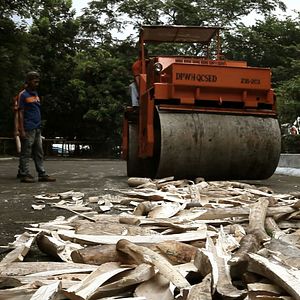 Bilder Der letzte Raubzug