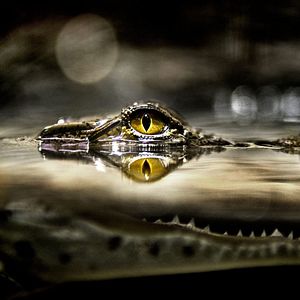 Bilder Jurassic Predator