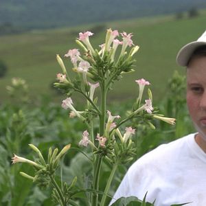 Bilder A Grande Nuvem Cinza