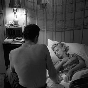 Bilder Der Tiger von New York