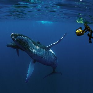 Bilder Humpback Whales - Buckelwale im Pazifik