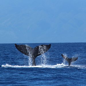 Bilder Humpback Whales - Buckelwale im Pazifik