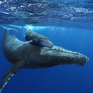 Bilder Humpback Whales - Buckelwale im Pazifik