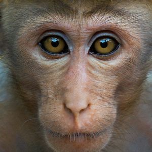 Bilder Im Reich der Affen