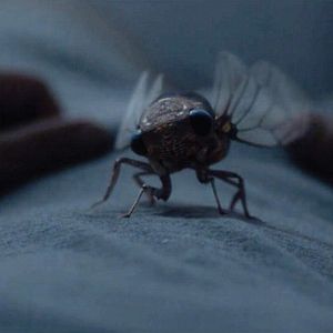 Bilder Chu & Blossom