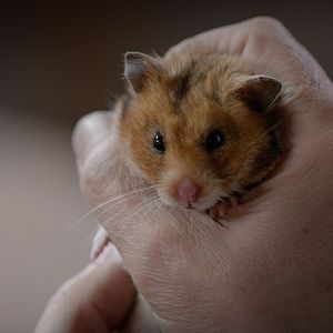 Bilder Rettet Raffi!