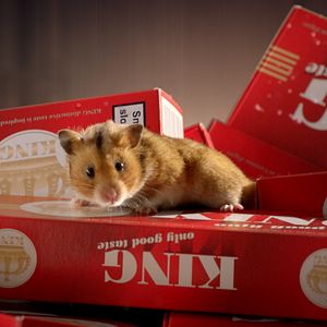 Bilder Rettet Raffi!