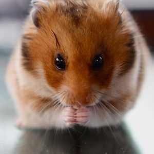 Bilder Rettet Raffi!