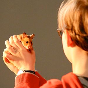 Bilder Rettet Raffi!