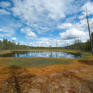 Bilder Magie der Moore