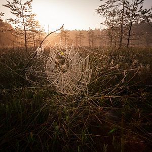 Bilder Magie der Moore