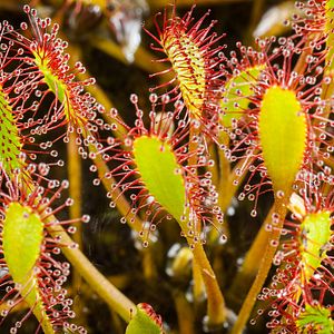 Bilder Magie der Moore