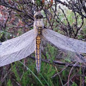 Bilder Magie der Moore