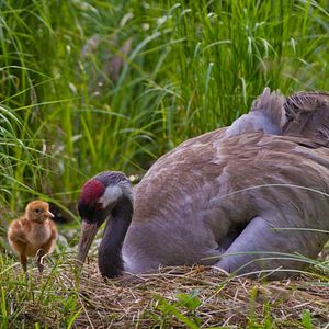 Bilder Magie der Moore