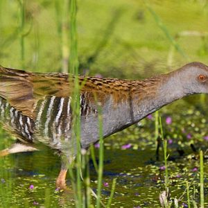 Bilder Magie der Moore