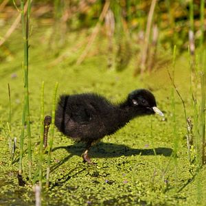 Bilder Magie der Moore