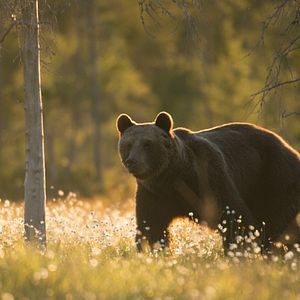 Bilder Magie der Moore