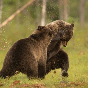 Bilder Magie der Moore