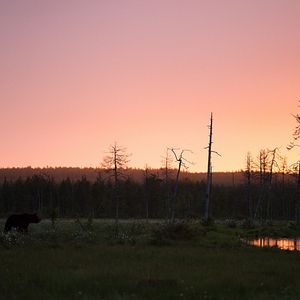 Bilder Magie der Moore