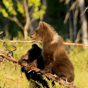 Bilder Magie der Moore