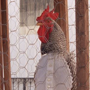 Bilder 1001 Nacht: Teil 1 - Der Ruhelose