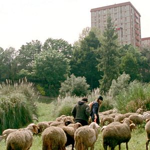 Bilder 1001 Nacht: Teil 2 - Der Verzweifelte