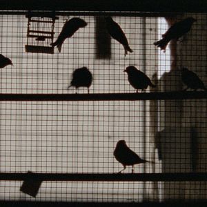 Bilder 1001 Nacht: Teil 3 - Der Entzückte