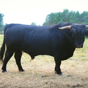 Bilder 3000 Grad - Von Wustrow nach Paris