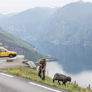 Bilder Kleine Ziege, sturer Bock