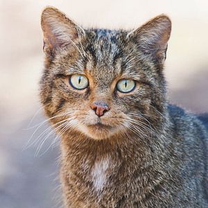 Bilder 100 días de soledad