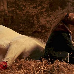 Bilder Die Legende der weißen Pferde