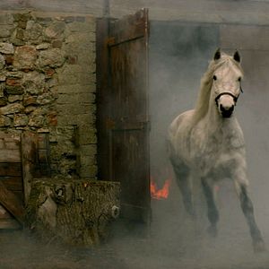 Bilder Die Legende der weißen Pferde