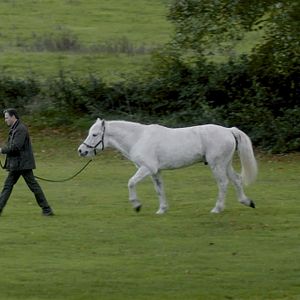 Bilder Die Legende der weißen Pferde