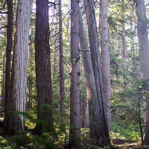 Bilder The Search for Freedom