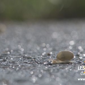 Bilder Walking The Camino: Six Ways To Santiago