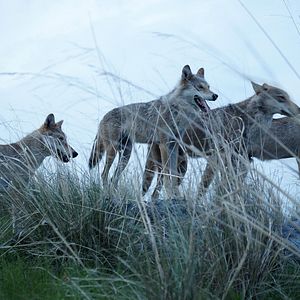 Bilder Der letzte Wolf