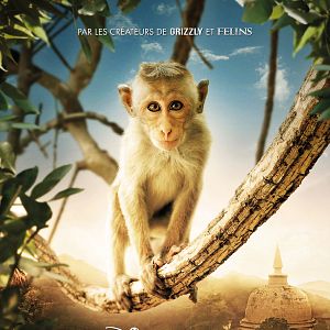 Bilder Im Reich der Affen