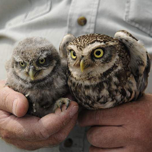 Bilder Birds & People - Ganz verrückt auf Vögel