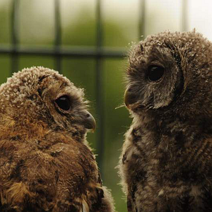 Bilder Birds & People - Ganz verrückt auf Vögel